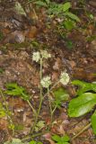 Largeleaf Waterleaf, Hydrophyllum macrophyllum