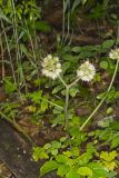 Largeleaf Waterleaf, Hydrophyllum macrophyllum