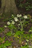 Largeleaf Waterleaf, Hydrophyllum macrophyllum