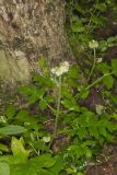 Largeleaf Waterleaf, Hydrophyllum macrophyllum