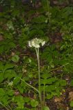 Largeleaf Waterleaf, Hydrophyllum macrophyllum