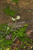 Largeleaf Waterleaf, Hydrophyllum macrophyllum
