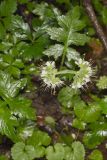 Largeleaf Waterleaf, Hydrophyllum macrophyllum