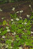 Largeleaf Waterleaf, Hydrophyllum macrophyllum