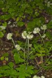 Largeleaf Waterleaf, Hydrophyllum macrophyllum
