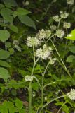Largeleaf Waterleaf, Hydrophyllum macrophyllum
