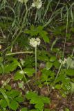 Largeleaf Waterleaf, Hydrophyllum macrophyllum
