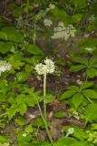 Largeleaf Waterleaf, Hydrophyllum macrophyllum