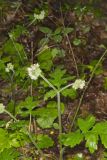 Largeleaf Waterleaf, Hydrophyllum macrophyllum