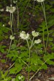 Largeleaf Waterleaf, Hydrophyllum macrophyllum