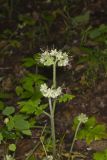 Largeleaf Waterleaf, Hydrophyllum macrophyllum