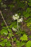 Largeleaf Waterleaf, Hydrophyllum macrophyllum