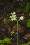 Largeleaf Waterleaf, Hydrophyllum macrophyllum