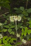 Largeleaf Waterleaf, Hydrophyllum macrophyllum
