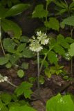 Largeleaf Waterleaf, Hydrophyllum macrophyllum