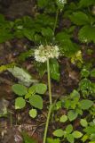 Largeleaf Waterleaf, Hydrophyllum macrophyllum