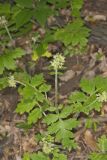 Largeleaf Waterleaf, Hydrophyllum macrophyllum