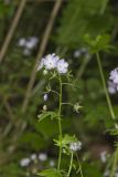 Miami Mist, Phacelia purshii