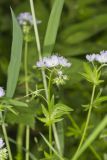 Miami Mist, Phacelia purshii