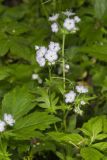 Miami Mist, Phacelia purshii