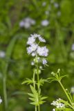Miami Mist, Phacelia purshii