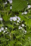 Miami Mist, Phacelia purshii