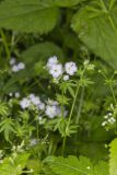 Miami Mist, Phacelia purshii
