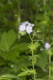 Miami Mist, Phacelia purshii