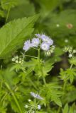 Miami Mist, Phacelia purshii
