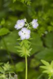 Miami Mist, Phacelia purshii