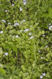 Miami Mist, Phacelia purshii