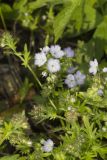 Miami Mist, Phacelia purshii
