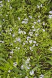 Miami Mist, Phacelia purshii