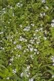 Miami Mist, Phacelia purshii