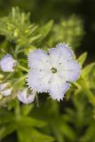 Miami Mist, Phacelia purshii