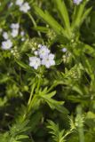 Miami Mist, Phacelia purshii