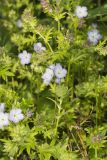 Miami Mist, Phacelia purshii