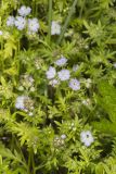 Miami Mist, Phacelia purshii