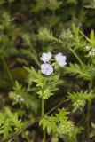 Miami Mist, Phacelia purshii