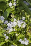 Miami Mist, Phacelia purshii