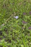Miami Mist, Phacelia purshii