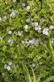 Miami Mist, Phacelia purshii