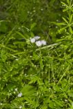 Miami Mist, Phacelia purshii