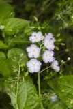 Miami Mist, Phacelia purshii