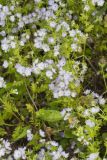 Miami Mist, Phacelia purshii