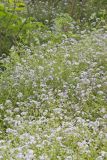 Miami Mist, Phacelia purshii