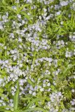 Miami Mist, Phacelia purshii