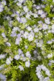 Miami Mist, Phacelia purshii