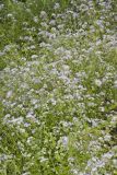 Miami Mist, Phacelia purshii