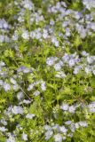 Miami Mist, Phacelia purshii